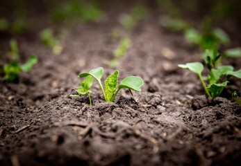 young green plant