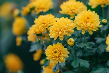 Yellow Daisies: A Concept of Cheerful Botanical Beauty