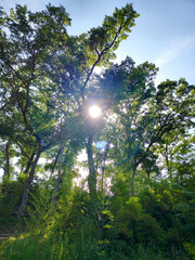 A tree with a sun shining through it. The sky is blue and clear