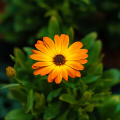 yellow flower in the garden