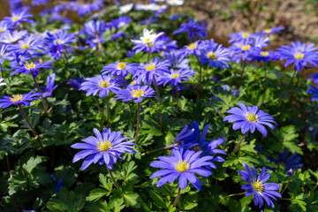 Fototapeta premium Blühende Anemonen im Frühlingsgarten