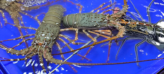 Fresh lobster in a seafood restaurant
