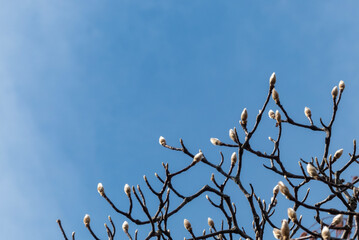 冬の青空にモクレンのつぼみが膨らんで