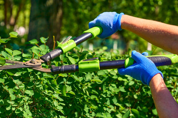 Naklejka premium Garden care.Landscaping. Trimming with scissors secateurs extra branches tree