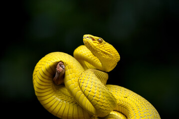 YELLOW snake in a tree