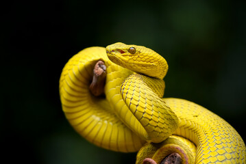 yellow snake on a branch