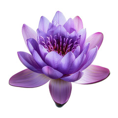 Purple Lotus, transparent background, isolated image, generative AI