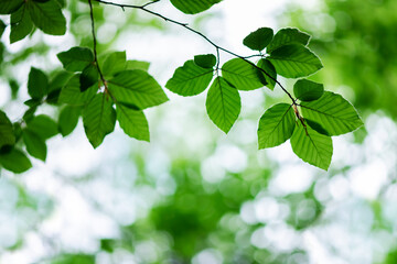 Vibrant green beech leaves adorn the forest in the midst of summer, creating a lush canopy overhead. Nature background