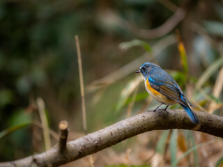 森の中で枯れ木に留まってエサを探しているルリビタキの雄