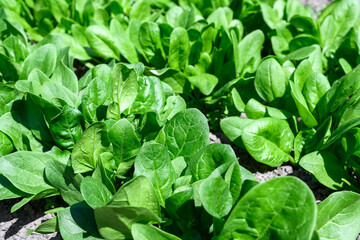 Vegetable bed in home garden with lush green spinach leaves. Gardening concept