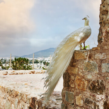 White peacock in Bodrum, Turkey, Europe