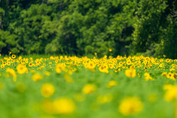 Sunflower field