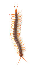 centipede isolated on white background