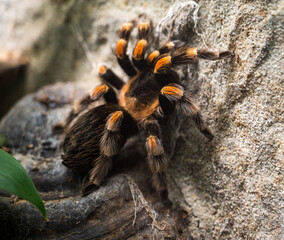 Close-up of large black-orange spider Brachypelma smithi.