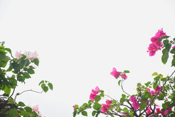 Pink bougainvillea flowers are blooming in the garden.