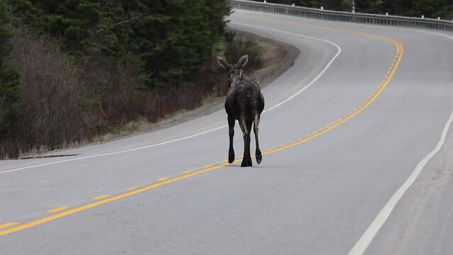 Pregnant Moose Alces Alces on Busy Highway Crossing, Conservation Alert And Awareness Protecting Wildlife on Roadways.  Northern Ontario Canada.  Wildlife Video.