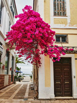 Fototapeta Bright pink bougainvillea tree lining the streets of Nafplio city, Pelopones, Greece, Greek Islands, Europe 