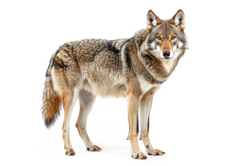Obraz premium Wolf isolated on white background