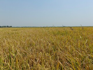 Golden paddy field is captured with the clear sky.