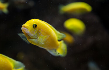 Detail of yellow cichlid fish.