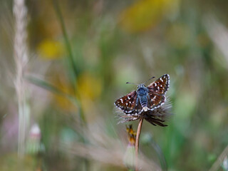 Sertorio. Spialia sertorius. Butterfly in its natural environment.