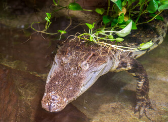 Detail of head of Siamese crocodile.