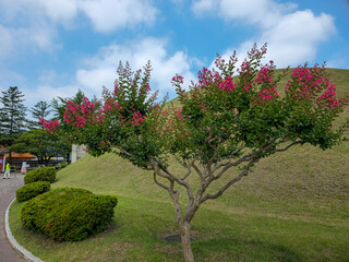 A tree with pink flowers is in a park. The sky is blue and there are some clouds