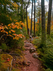 Rocky Trail through Autumn Forest