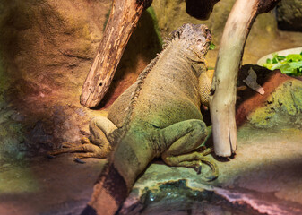 Detail of Green iguana lizard.