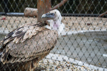 Gyps fulvus behind chain link fence.
