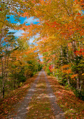 Colourful Autumn Road Through Forest
