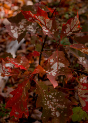 Red Oak Leaves in Autumn