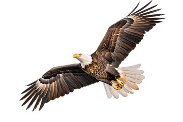 Fototapeta premium American bald eagle flying isolated on white background