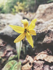 yellow flower in the wind