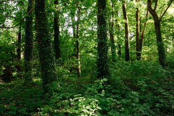 Fototapeta premium Dense summer forest with tree trunks covered with green ivy. Nature landscape