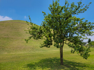 A tree is standing in a grassy field with a clear blue sky above it. The tree is the only object in the image, and it is a small, young tree