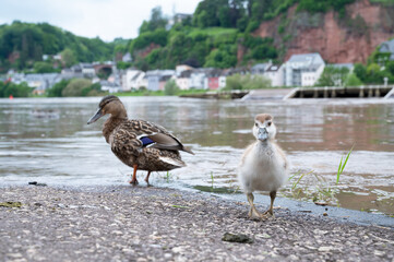 Duck family, flood of the river Moselle, Trier in Rhineland Palatinate, flooded trees and paths, high water level