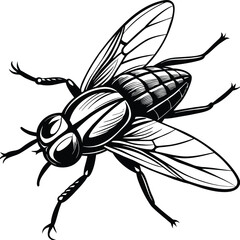 A fly craw linocut. Hand drawn sketch of fly. Retro realistic animal isolated. Vintage style. Doodle