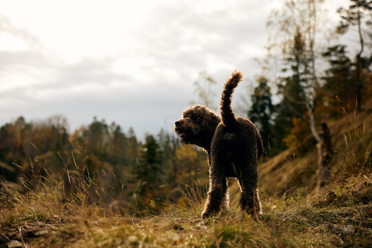 Back portrait of a Lagotto Romagnolo dog