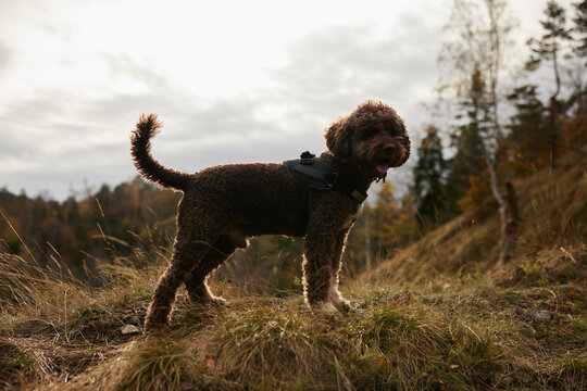 Portrait of a Lagotto Romagnolo dog