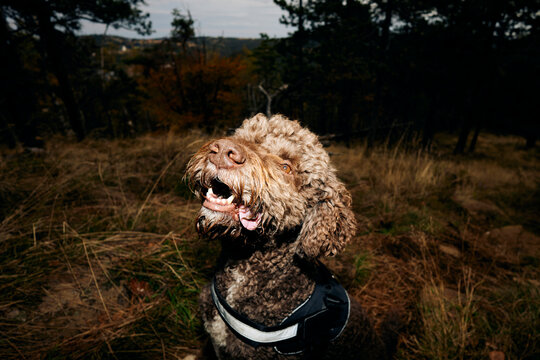 Close up of a Lagotto Romagnolo dog