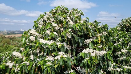 Coffee plantation 
in white bloom. Flowering coffee plants in Brazil