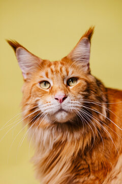 Stern ginger fluffy cat looking at camera over golden background