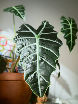 green alocasia amazonica sanderiana (Alocasia Polly) plant leaf