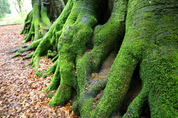 Finger-like tree roots covered with moss