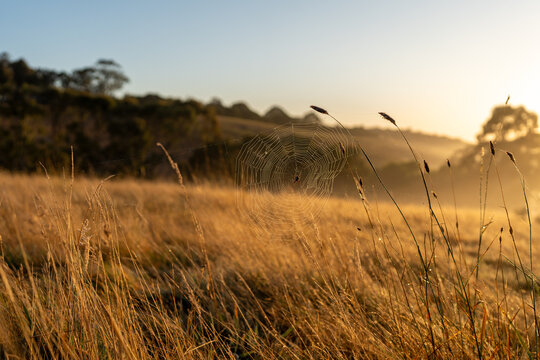 Spider web glowing at sunrise