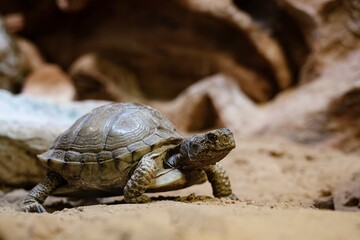Sukata Turtle, Land turtle on the ground in the zoo.