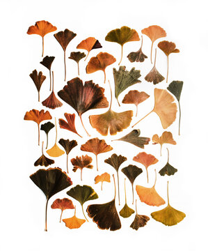 Colorful Fall Ginkgo Leaf Collection
