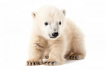 Fluffy baby polar bear with a playful pose isolated on white background