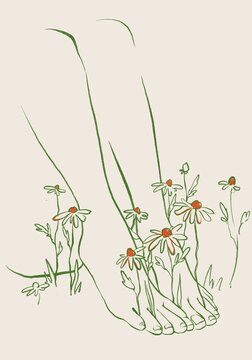 Camomile 